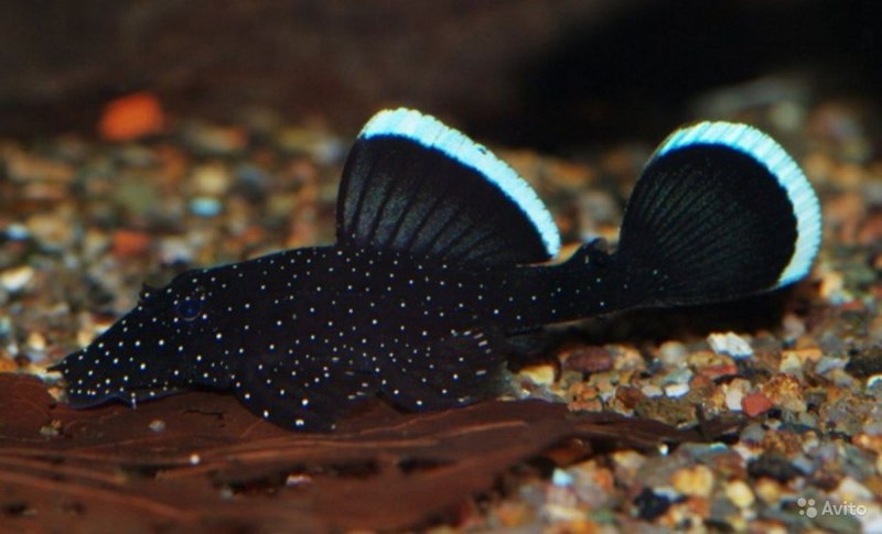 L181 звездчатый анциструс