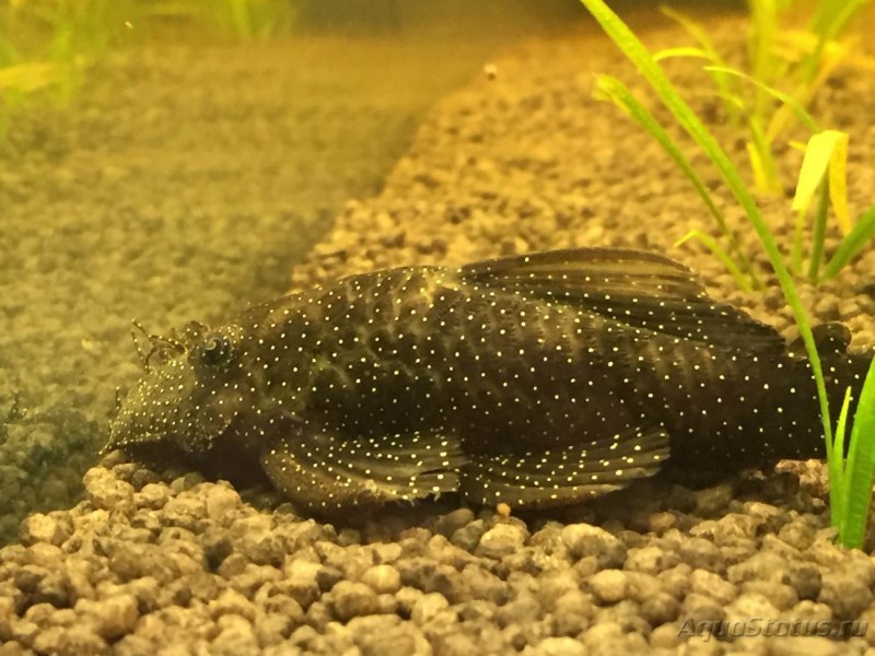 Анциструс обыкновенный жемчужный