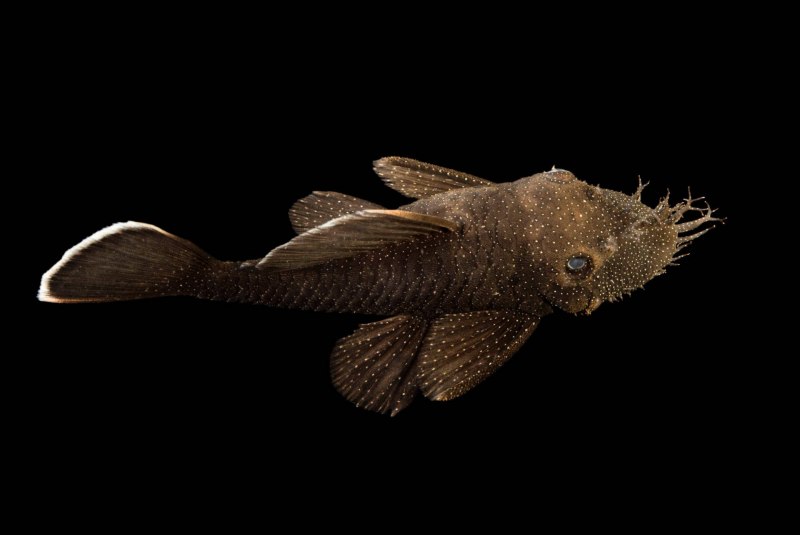 Анциструс долихоптерус