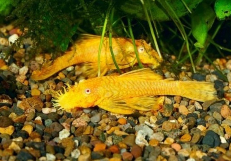 Сомик анциструс золотой альбинос