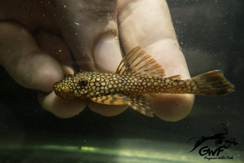 Анциструс тамбоенсис