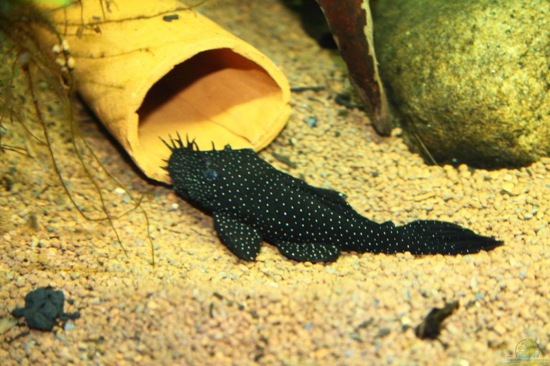 Анциструс номерной 181