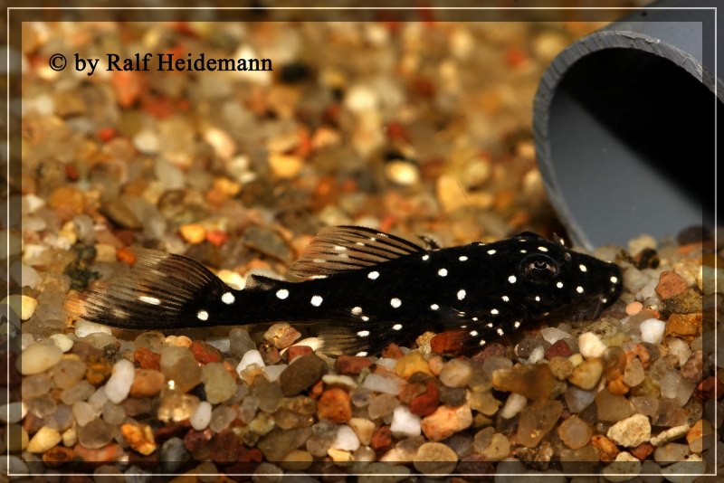 L184 Бриллиантовый анциструс