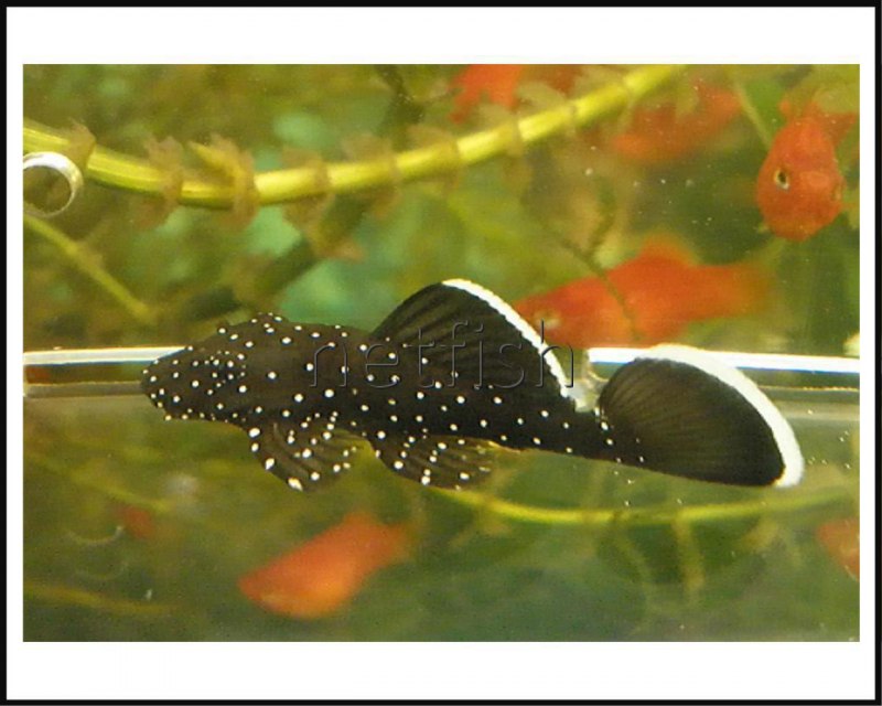 Анциструс звездчатый вуалевый