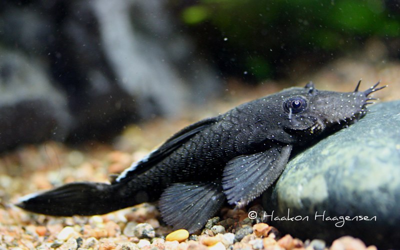 Голубой сомик-анциструс