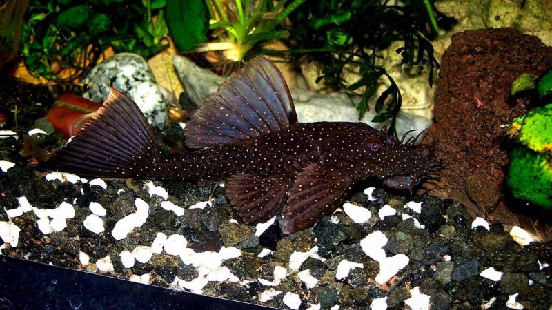 Сом анциструс звездчатый