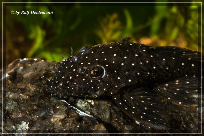 Анциструс l107