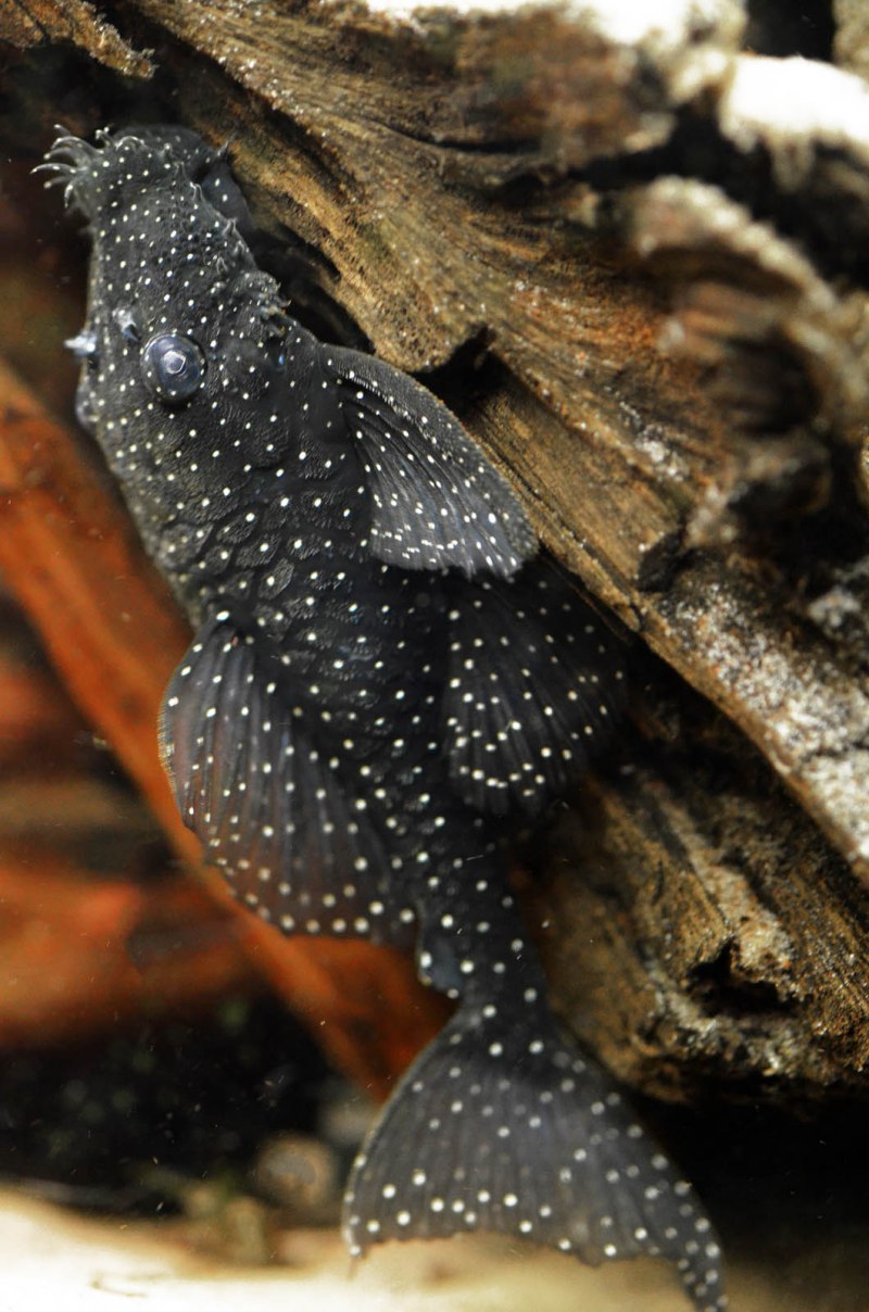 Анциструс звездчатый вуалевый