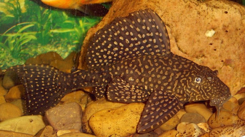 Анциструс точечный l-182