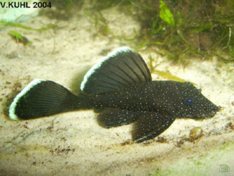 Анциструс l183