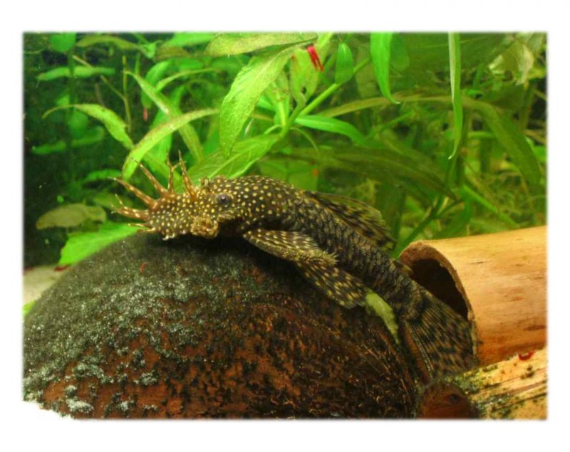 Аквариумная рыбка сомик прилипала