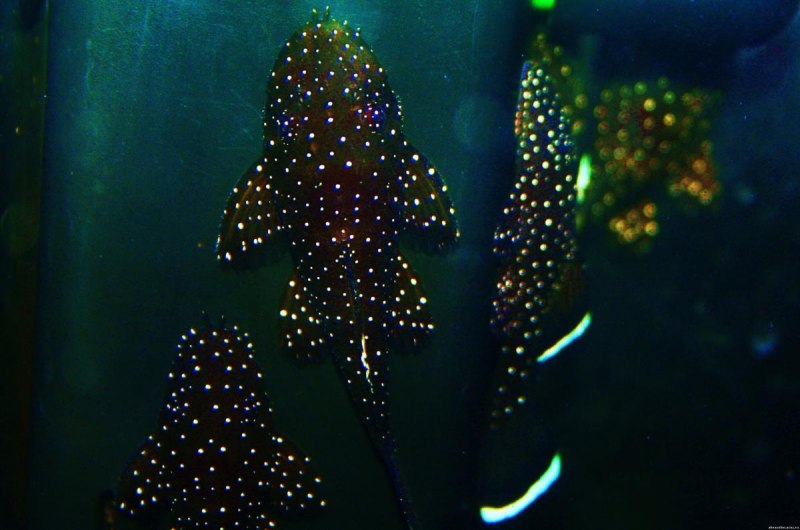 Анциструс 181 звездчатый