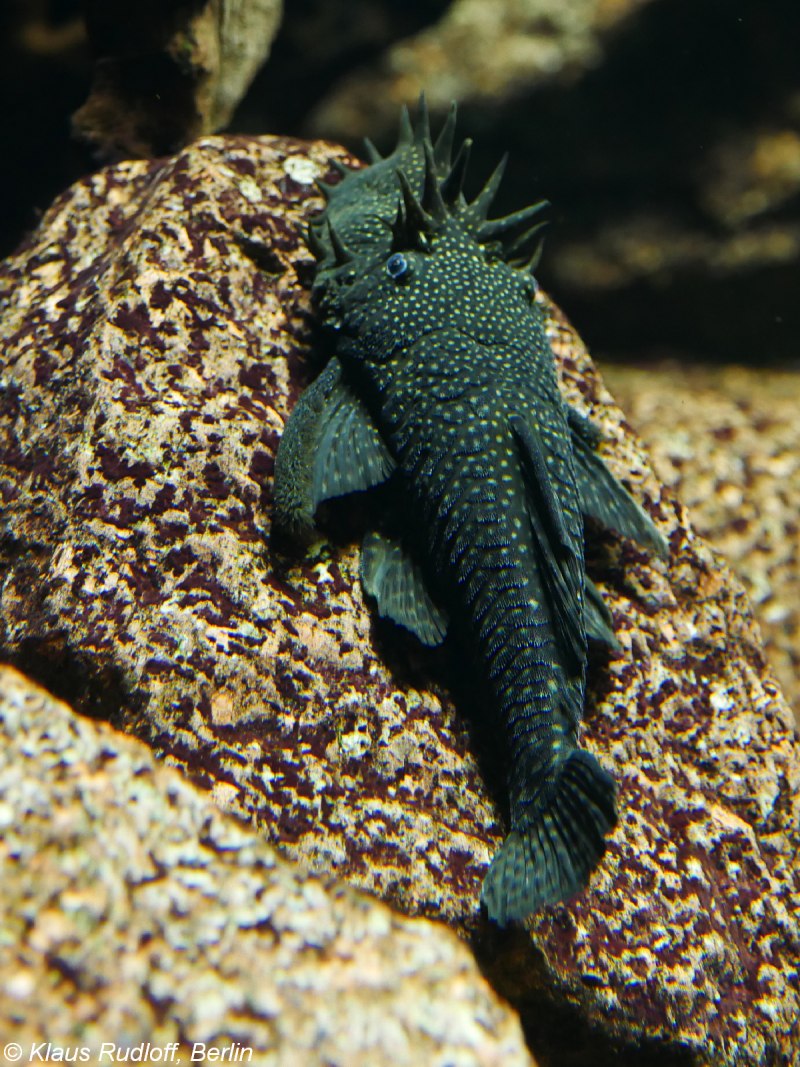 Анциструс (сомик)