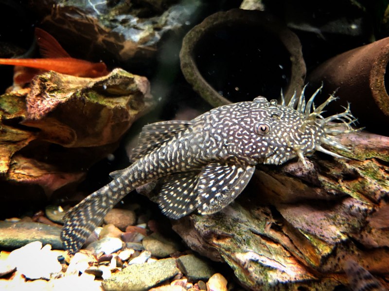 Анциструс Кларо