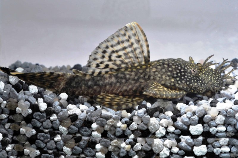 Усатый сомик-анцистр