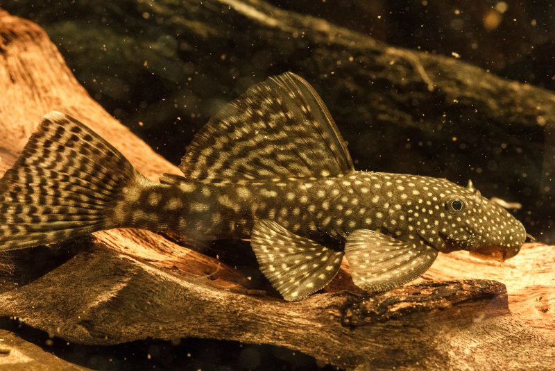 Голубой сомик-анциструс