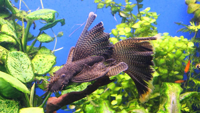 Анциструс Стрекоза вуалевый