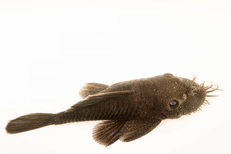 Сом анциструс усы