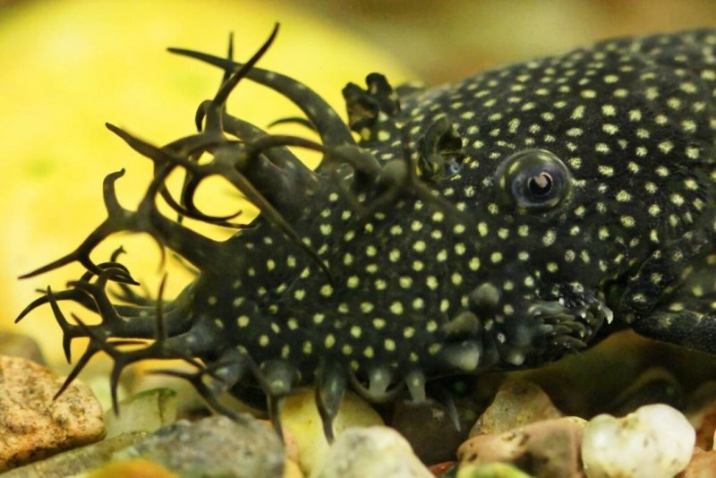 Сомик прилипала анциструс