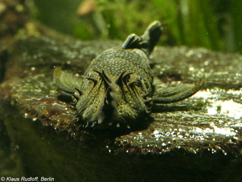 Ancistrus temminckii long fin