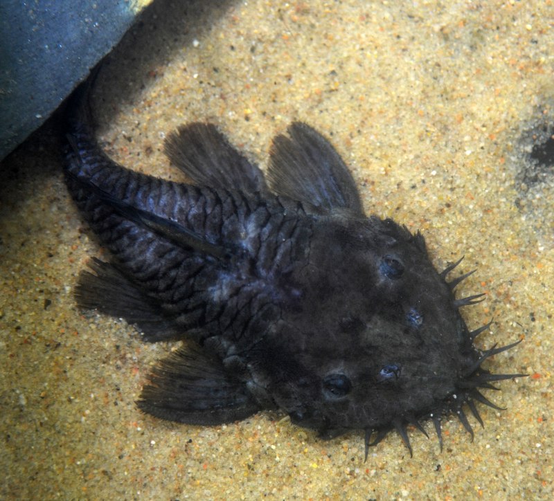 Анциструс l034