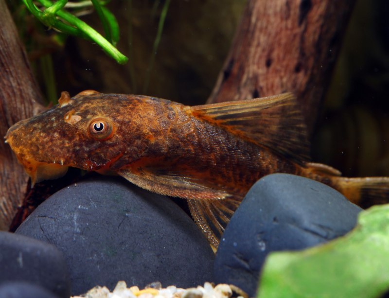 Анциструс вуалевый Lda 016