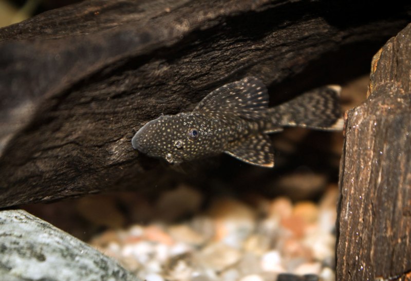 Анциструс сомик анциструс