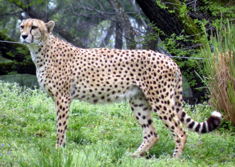 Королевский гепард альбинос