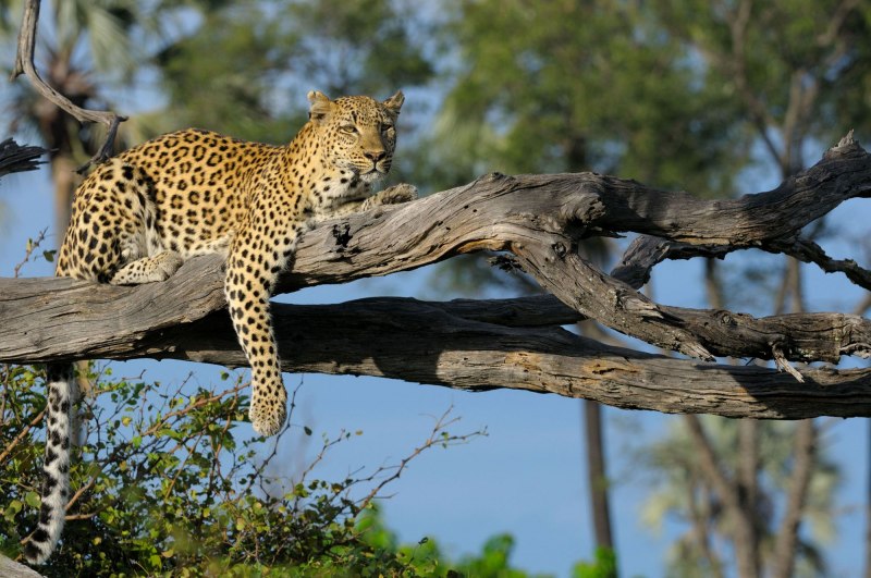 Мальтийский гепард