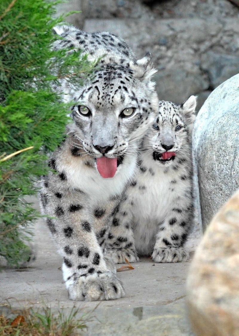 Гепард на дереве