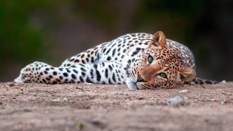 Земляничный леопард