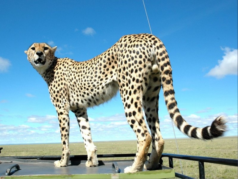 Игрушка леопард интерактивный