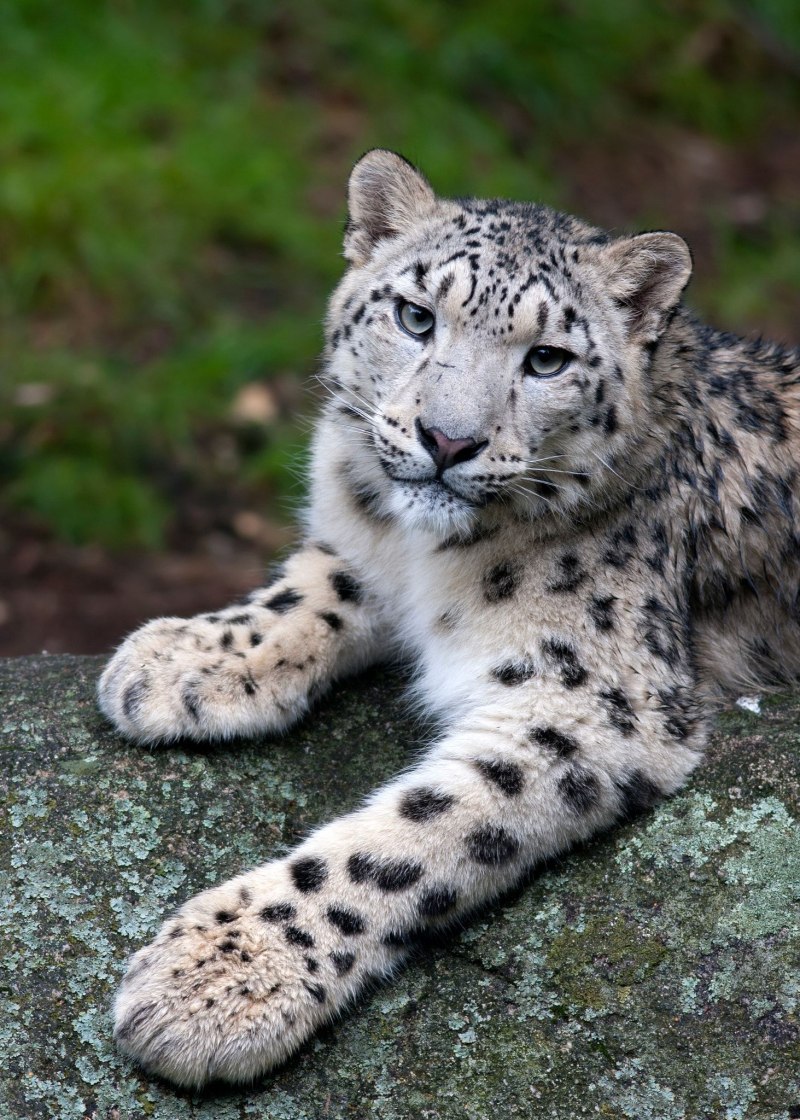 Барс леопард гепард