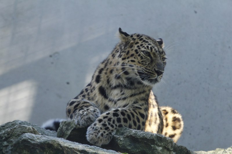 Дальневосточный леопард альбинос