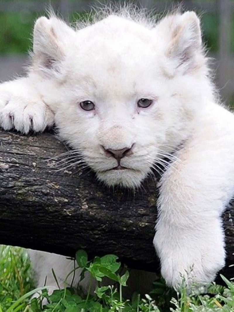 Снежный Барс uncia uncia