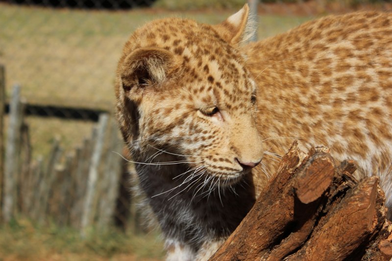 Гепард альбинос