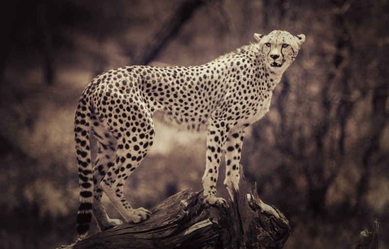 Пантера альбинос Пума