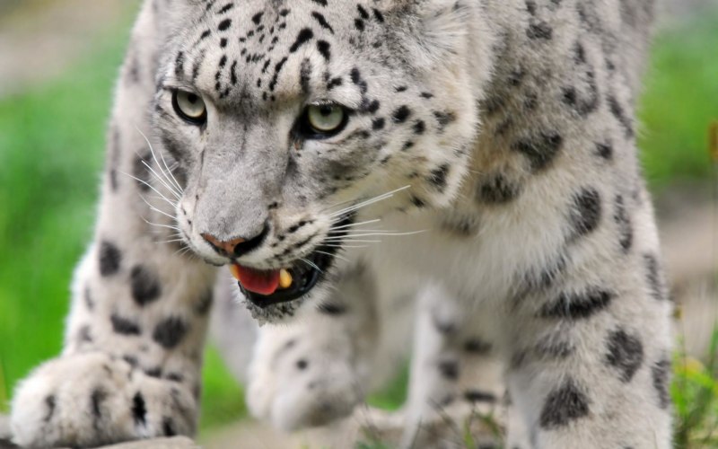 Ягуар альбинос