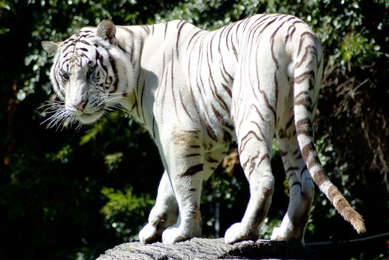 Снежный Барс альбинос