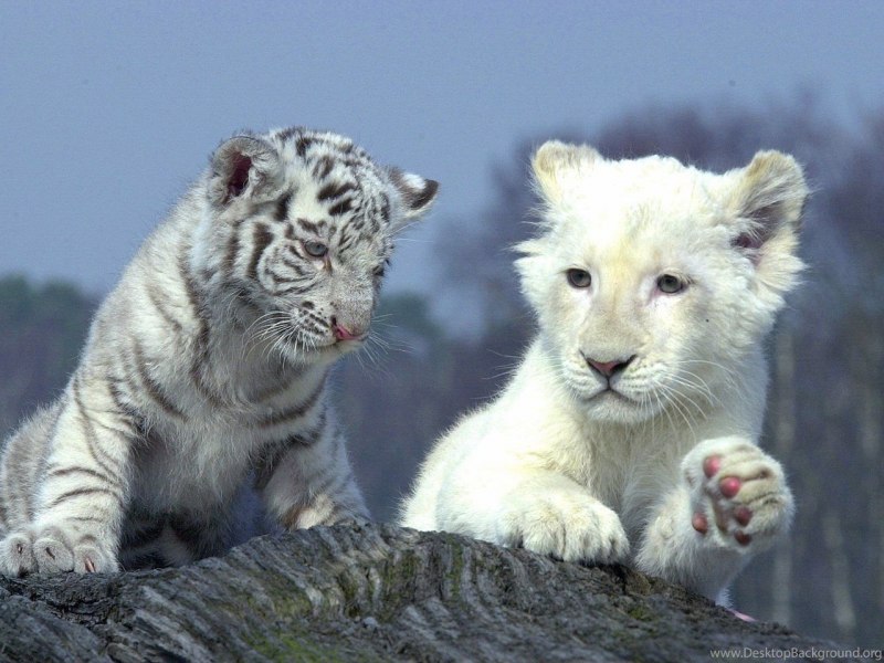 Королевский гепард