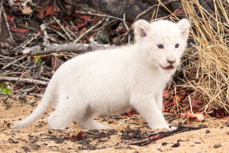 Снежный Барс альбинос