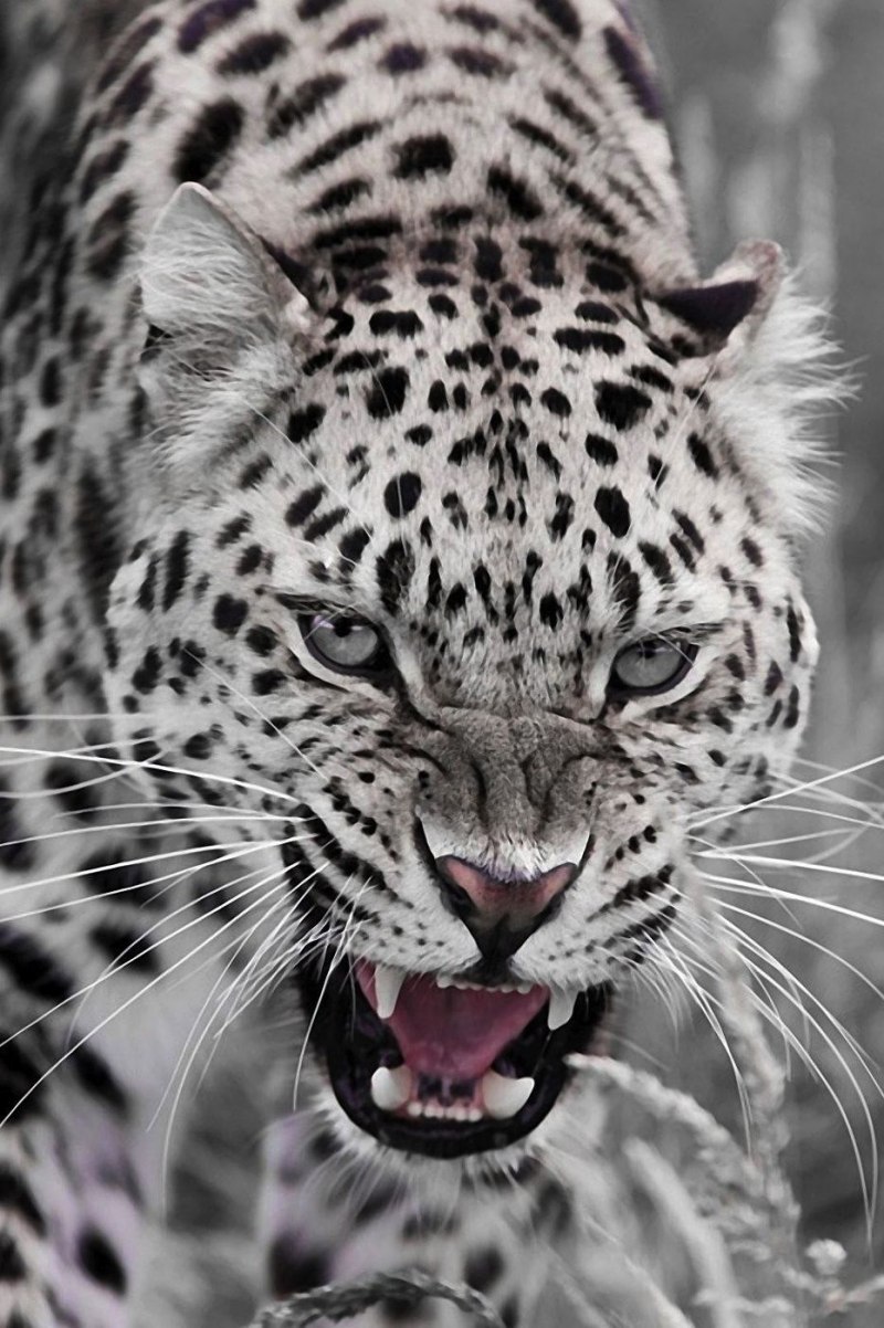 Снежный Барс анфас