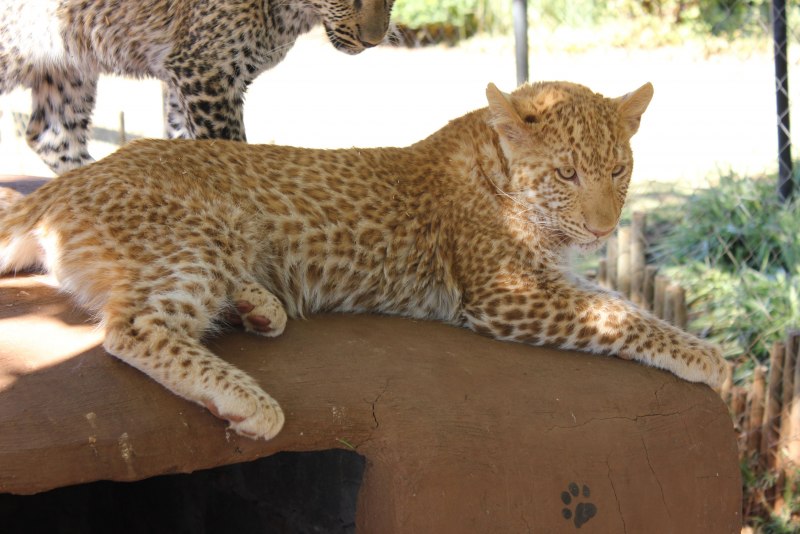 Гепард леопард снежный Барс