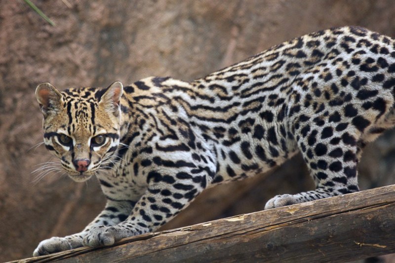 Амурский тигр альбинос