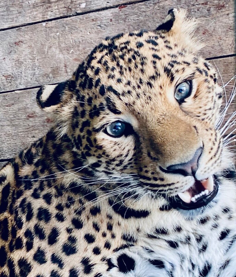 Ирбис альбинос