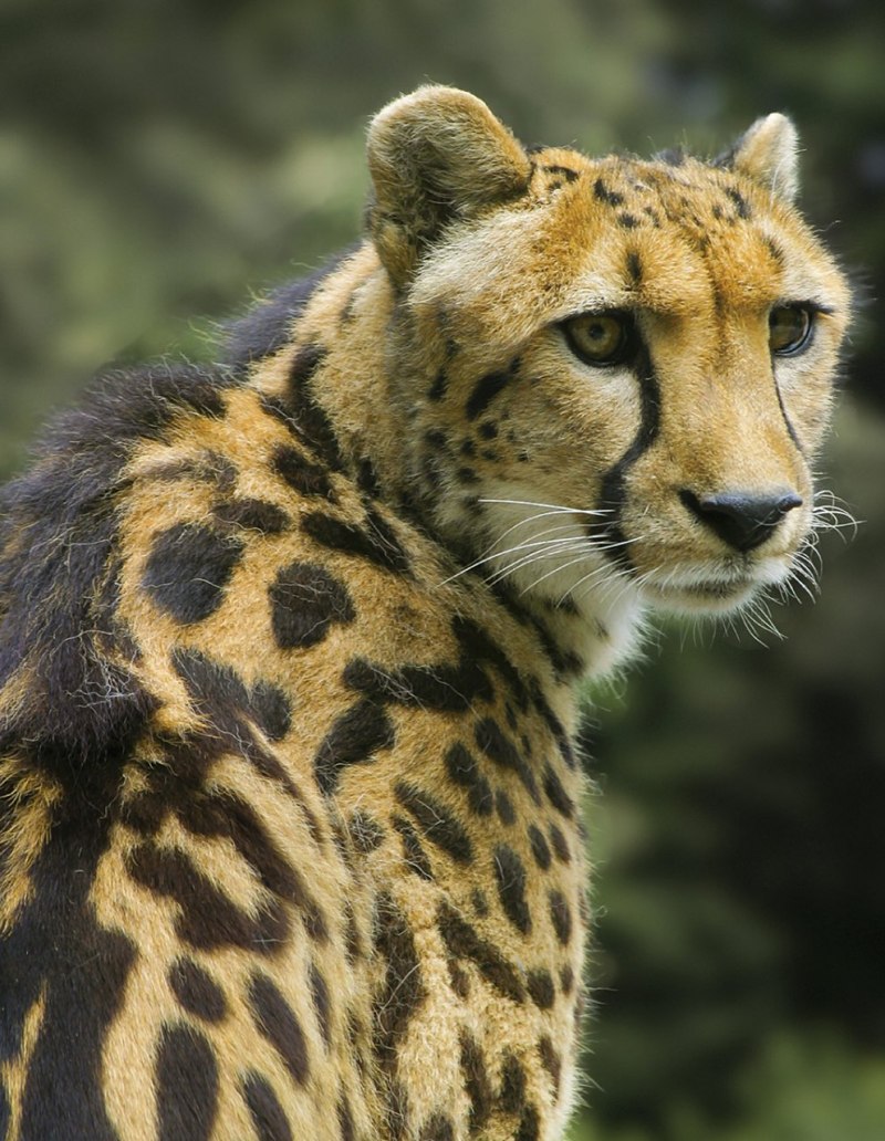 Белый тигр альбинос