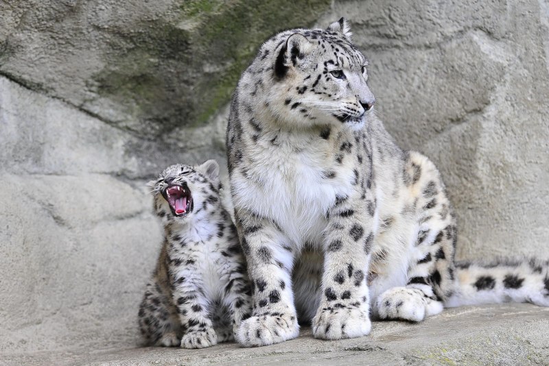 Пантера vs Ягуар