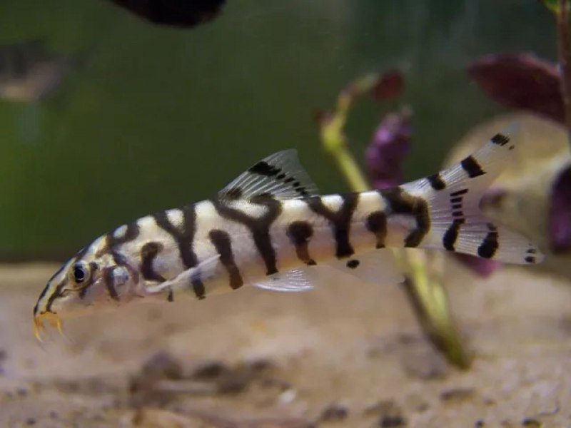 Боция лохаката мраморная