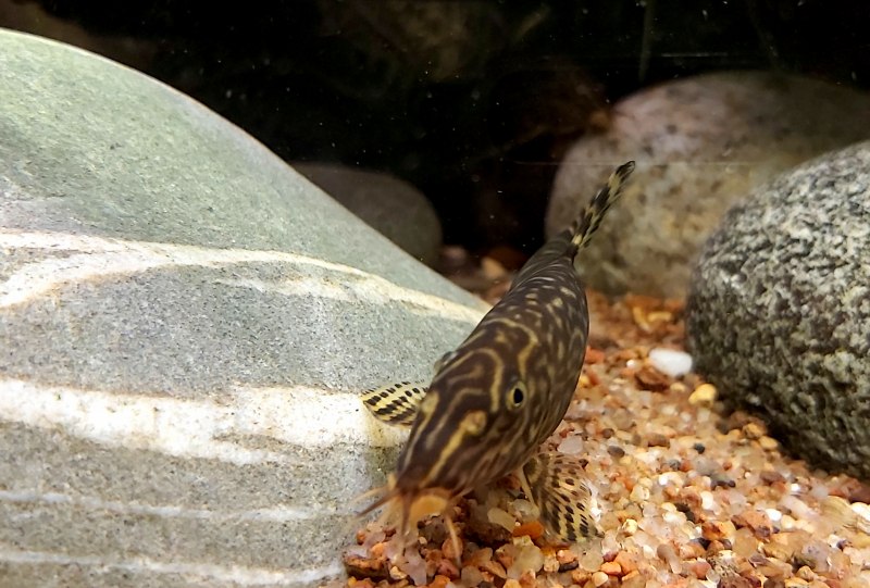 Боция лохаката мраморная