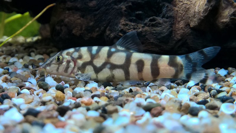 Боция мраморная Botia lohachata